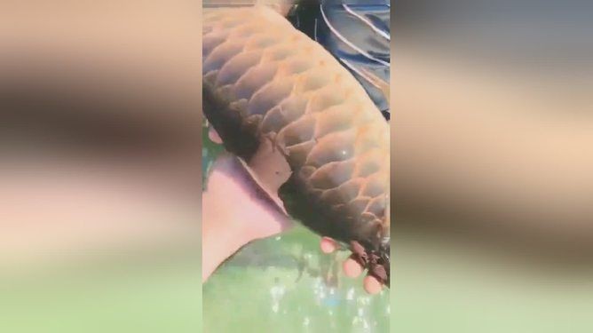 龍魚吃進去吐出來會死嗎