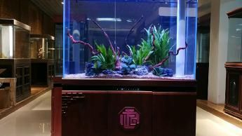 玻璃魚缸怎么清洗消毒：如何清洗和消毒玻璃魚缸