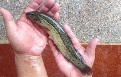 給龍魚喂泥鰍需要去除內(nèi)臟嗎 龍魚百科 第1張 給龍魚喂泥鰍需要去除內(nèi)臟嗎 給龍魚喂泥鰍需要去除內(nèi)臟嗎 龍魚百科 第1張