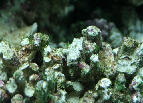 除魚缸綠藻最好方法：魚缸中的綠藻可能會影響水質和觀賞效果，除藻能力真的很好