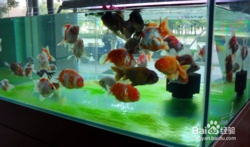 除魚缸綠藻最好方法：魚缸中的綠藻可能會影響水質和觀賞效果，除藻能力真的很好
