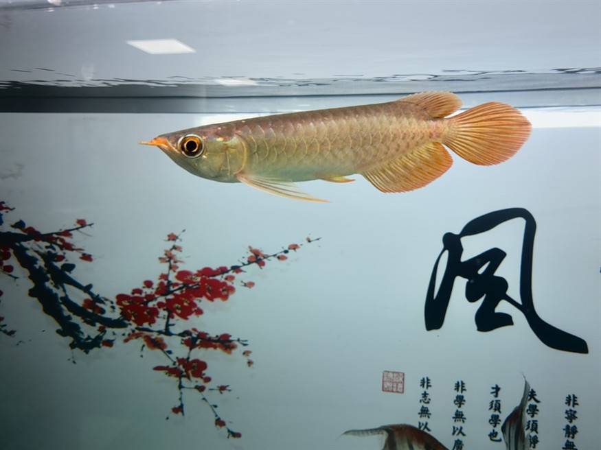 開缸大吉！