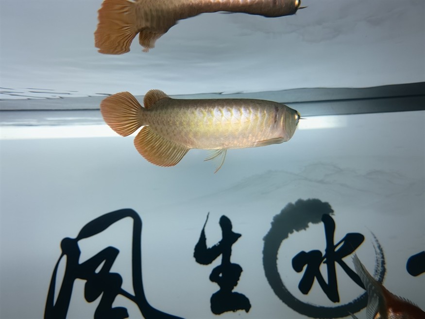 開缸大吉！