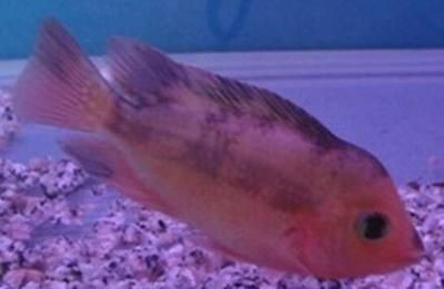 成年羅漢魚能長多大的魚缸：成年羅漢魚理想魚缸尺寸至少為100cm×50cm×50cm（長×寬×高）