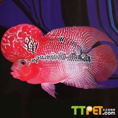 成年羅漢魚能長多大的魚缸：成年羅漢魚理想魚缸尺寸至少為100cm×50cm×50cm（長×寬×高）