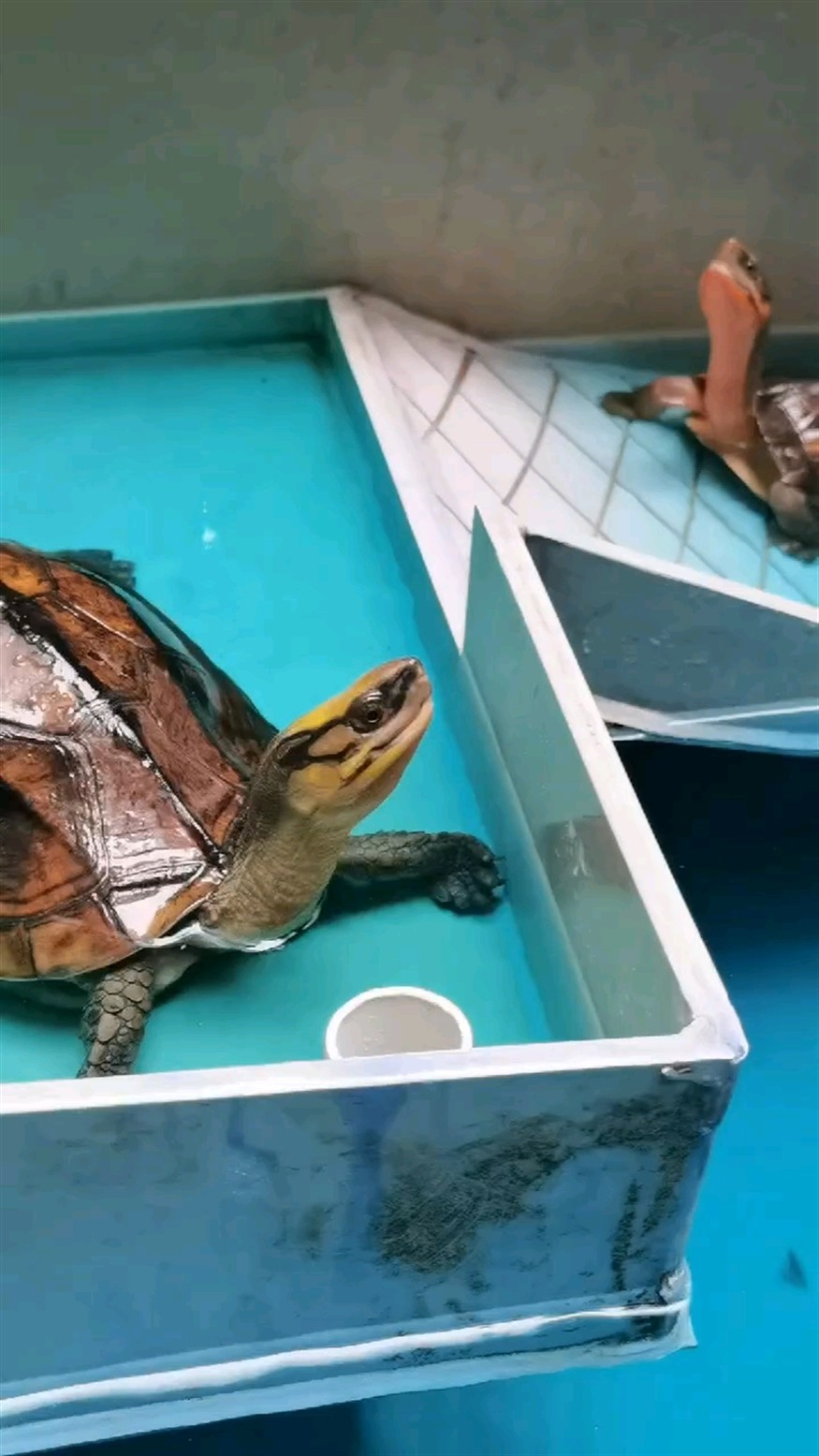 一王配三后龜仙生活