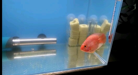 虎魚圈 虎魚圈 虎魚百科 第1張