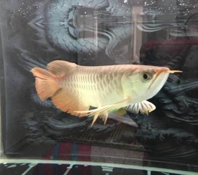 老水養龍魚