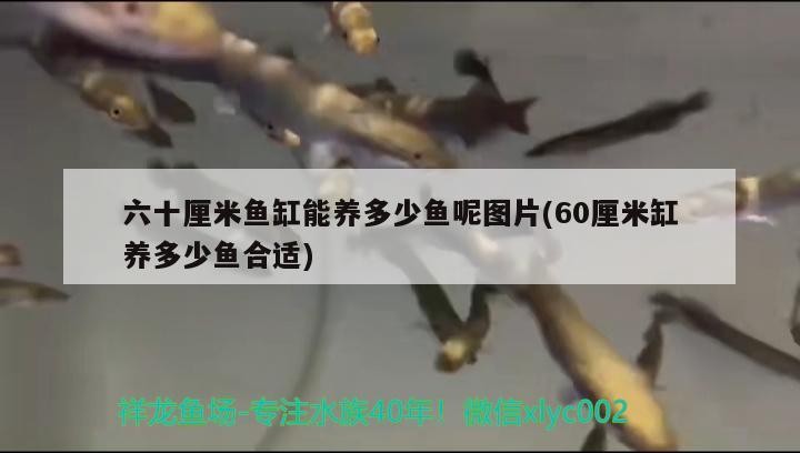 六十厘米魚缸能養多少魚呢圖片(60厘米缸養多少魚合適)