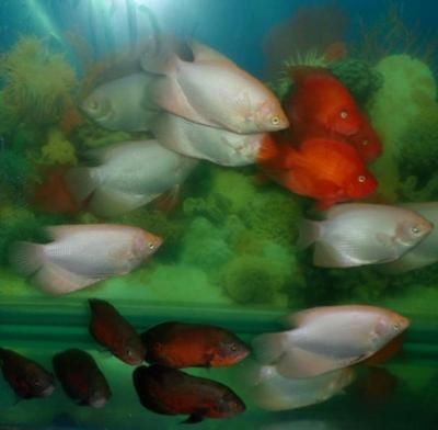 大型魚缸回收價格多少：\"大型魚缸回收價格多少