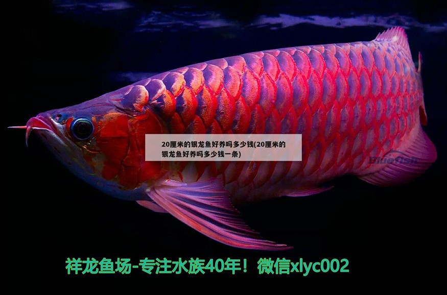 20厘米的銀龍魚好養嗎多少錢(20厘米的銀龍魚好養嗎多少錢一條)