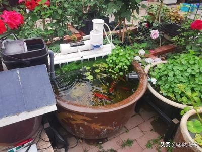 把石英球放在魚缸里有用嗎：中空石英球在魚缸中的作用