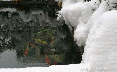 紅龍魚能長到多少厘米呢（紅龍魚能長到多少厘米呢圖片）