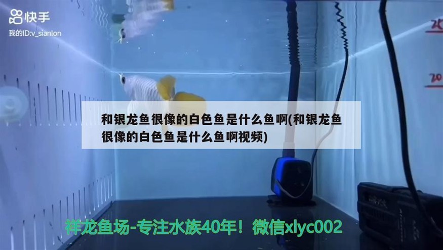 和銀龍魚很像的白色魚是什么魚啊(和銀龍魚很像的白色魚是什么魚啊視頻)
