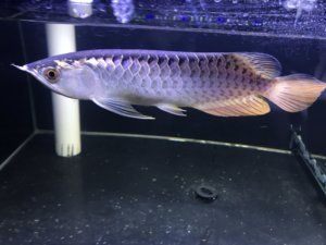 金龍魚幼苗好養嗎
