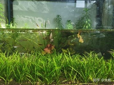 大魚缸水草選擇哪種好：大魚缸的水草適合大魚缸的養護方法