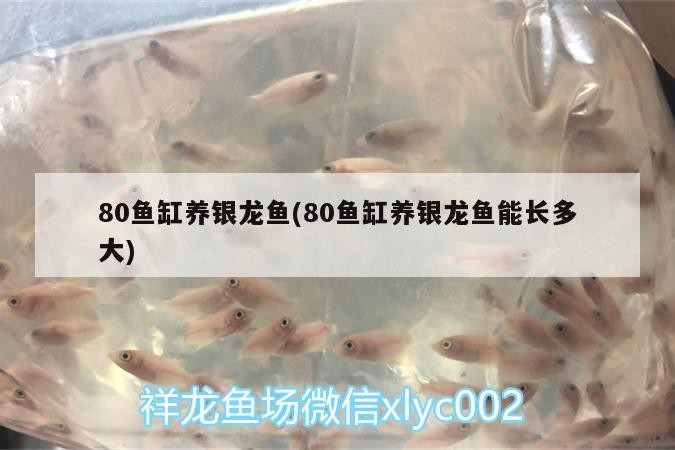 玻璃做魚缸怎么粘才牢固:如何自制玻璃魚缸 80魚缸養(yǎng)銀龍魚(80魚缸養(yǎng)銀龍魚能長多大) 銀龍魚百科 80魚缸養(yǎng)銀龍魚(80魚缸養(yǎng)銀龍魚能長多大) 80魚缸養(yǎng)銀龍魚(80魚缸養(yǎng)銀龍魚能長多大) 銀龍魚百科