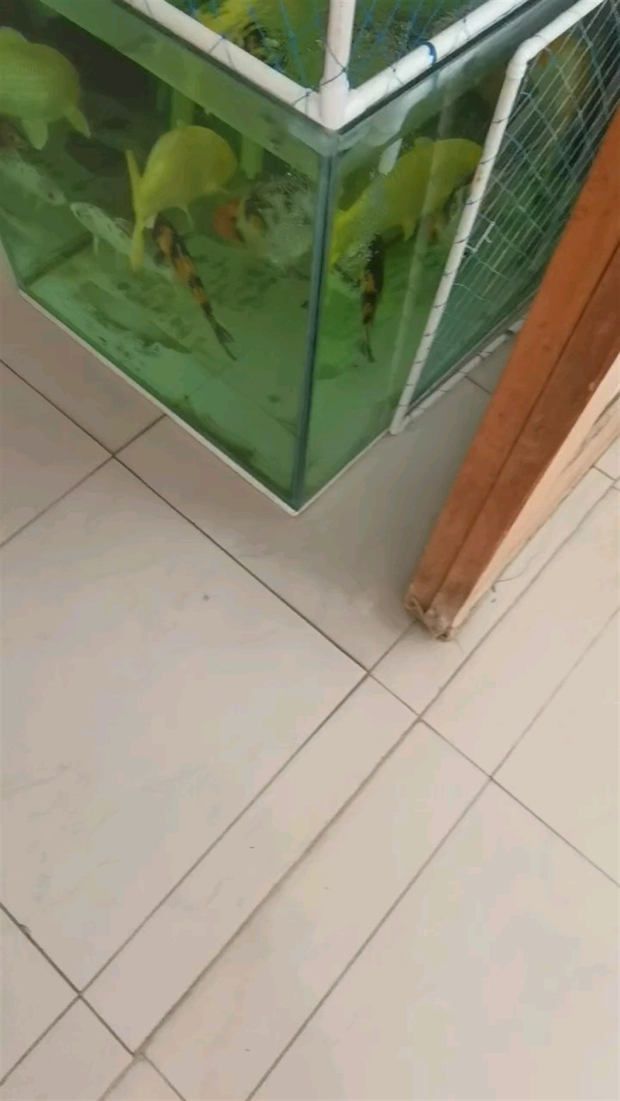 喂魚