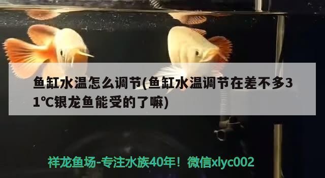 魚缸水溫怎么調(diào)節(jié)(魚缸水溫調(diào)節(jié)在差不多31℃銀龍魚能受的了嘛)