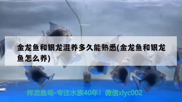 金龍魚和銀龍混養多久能熟悉(金龍魚和銀龍魚怎么養)