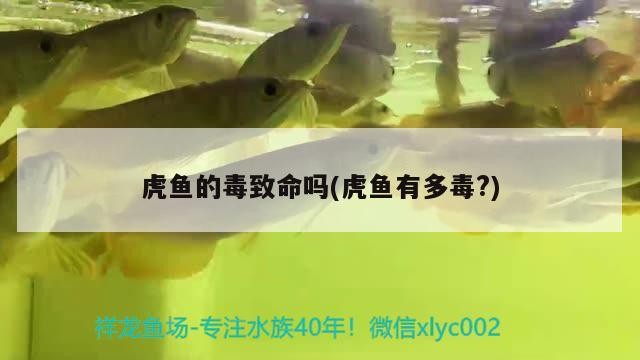 虎魚的毒致命嗎(虎魚有多毒？)