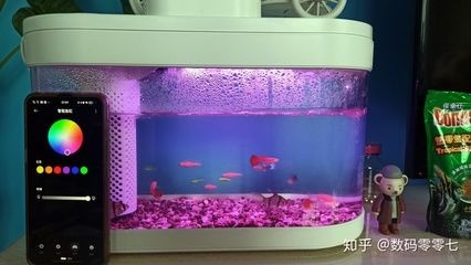 10升的魚缸養(yǎng)多少小魚：10升的魚缸養(yǎng)多少小魚合適，魚缸養(yǎng)多少小魚合適 10升的魚缸養(yǎng)多少小魚：10升的魚缸養(yǎng)多少小魚合適，魚缸養(yǎng)多少小魚合適 魚缸百科 第1張