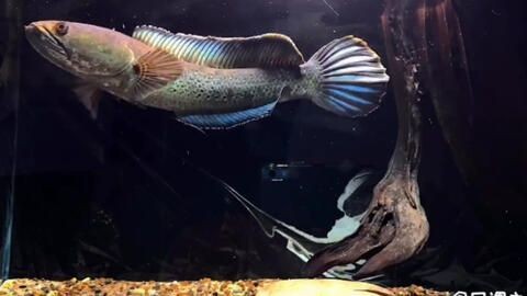 20公分紅龍魚苗多久喂一次食，20公分的紅龍魚苗每日喂食計劃表，幫你省時省力又科學養魚 20公分紅龍魚苗多久喂一次食，20公分的紅龍魚苗每日喂食計劃表，幫你省時省力又科學養魚 龍魚百科 第2張
