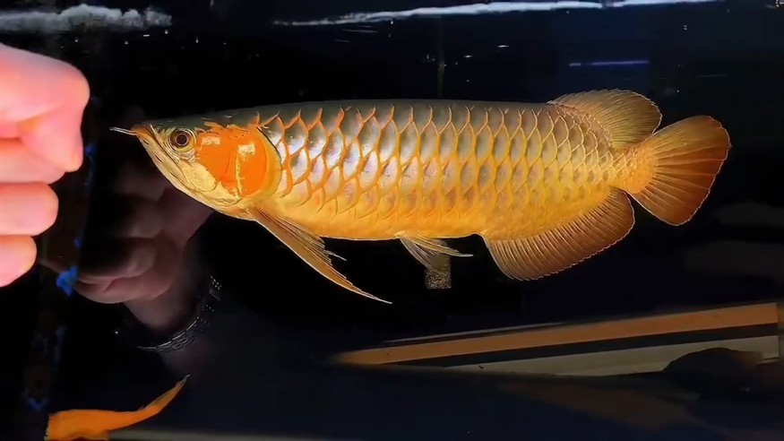 現場實拍 現場實拍 龍魚論壇