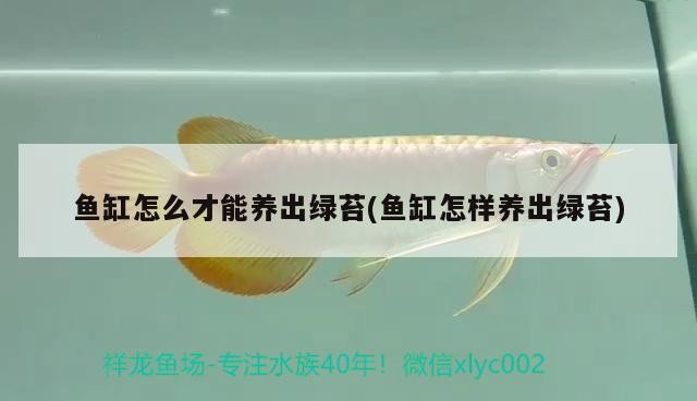 魚缸怎么才能養出綠苔(魚缸怎樣養出綠苔)