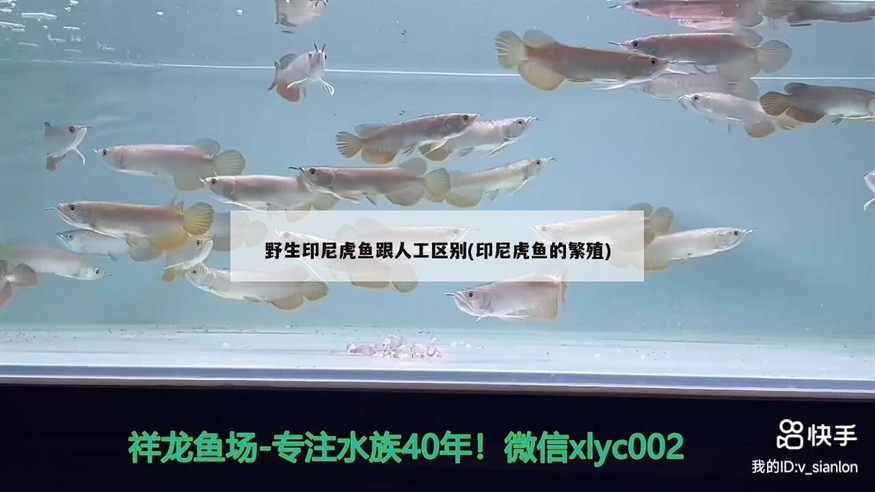 野生印尼虎魚跟人工區(qū)別(印尼虎魚的繁殖)
