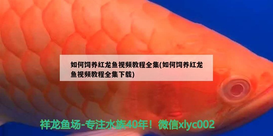 龍魚虎魚水溫多少度：龍魚虎魚水溫多少度可以繁殖