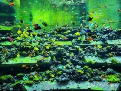 大魚(yú)缸哪里買好用：大型魚(yú)缸的養(yǎng)護(hù)技巧
