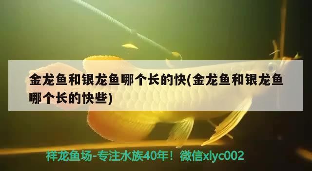 金龍魚和銀龍魚哪個長的快(金龍魚和銀龍魚哪個長的快些)