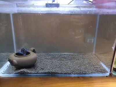 坡頭龍魚的價格是多少？，坡頭龍魚市場價格波動大嗎坡頭龍魚價格波動大嗎