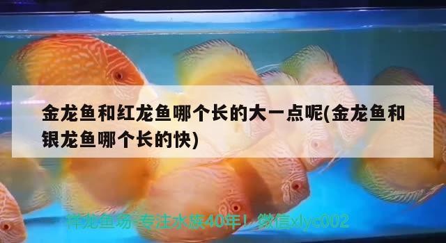 金龍魚和紅龍魚哪個長的大一點呢(金龍魚和銀龍魚哪個長的快)