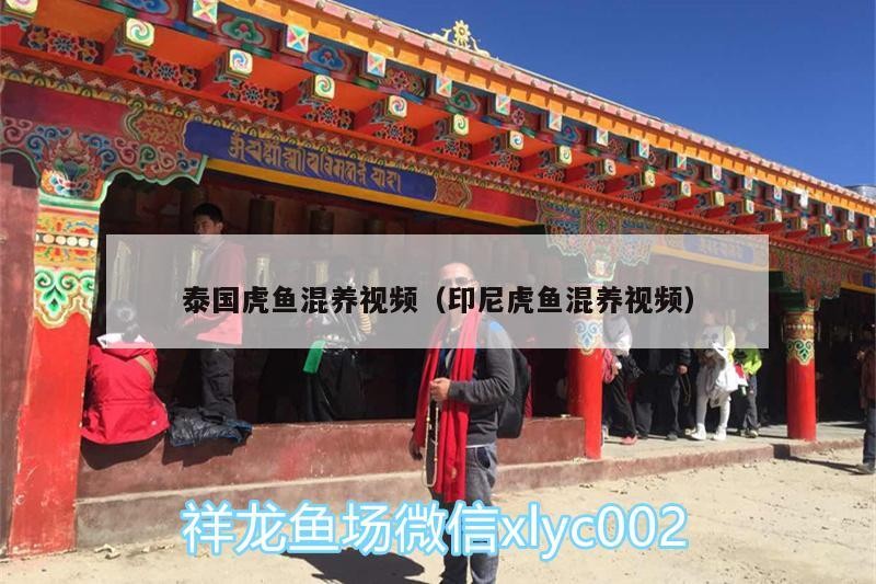 泰國(guó)虎魚(yú)混養(yǎng)視頻（印尼虎魚(yú)混養(yǎng)視頻）