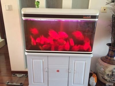 15厘米魚缸：15厘米魚缸尺寸與適用數量