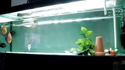 龍魚吃了冰凍的蝦 會生病嗎？魚食用冰凍蝦后