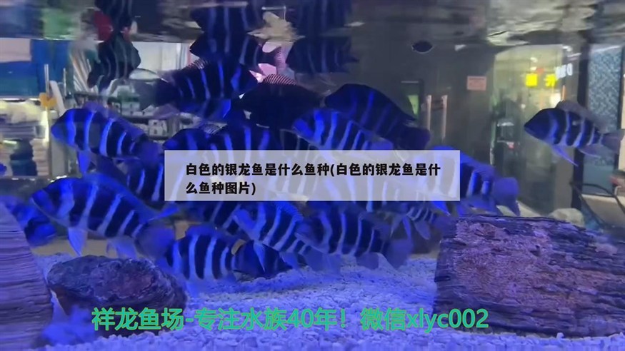 白色的銀龍魚(yú)是什么魚(yú)種(白色的銀龍魚(yú)是什么魚(yú)種圖片)白色銀龍魚(yú)，一種罕見(jiàn)且美麗的