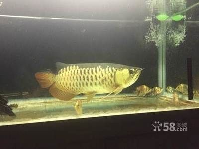 大龍觀賞魚，龍觀賞魚，海洋中的優雅舞者
