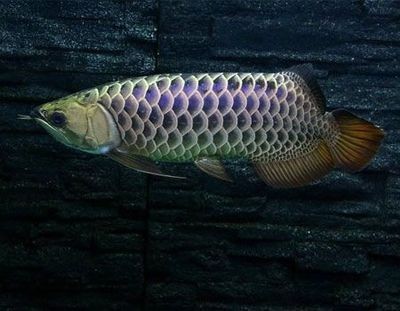 大龍觀賞魚，龍觀賞魚，海洋中的優雅舞者