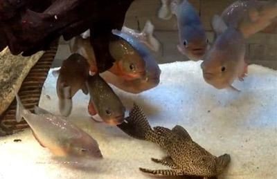 擦魚缸龍魚害怕怎么辦，魚恐懼感應對指南，解決魚缸清潔