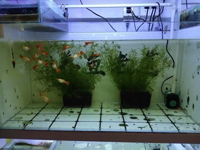 常見觀賞魚的人工繁殖實驗報告：常見觀賞魚人工繁殖實驗報告，常見觀賞魚人工繁殖實驗報告，探索自然與科技的完美
