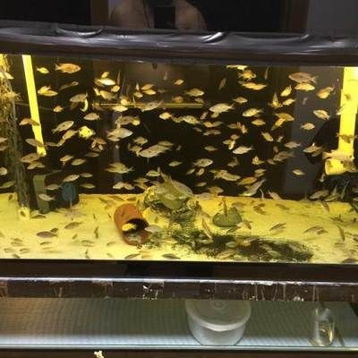 常見觀賞魚的人工繁殖實驗報告：常見觀賞魚人工繁殖實驗報告，常見觀賞魚人工繁殖實驗報告，探索自然與科技的完美