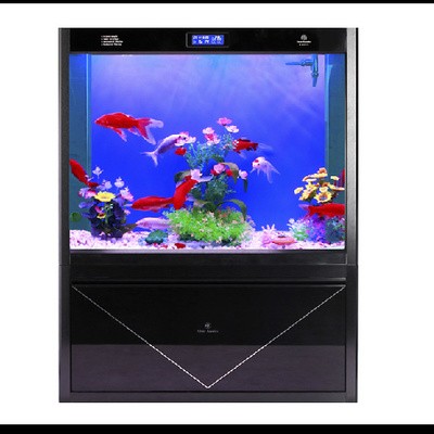 鐵東區黑鯊水族專賣店（鐵東區黑鯊水族專賣店地址）東區黑鯊水族專賣店，探索海洋生物的奧秘，享受專業