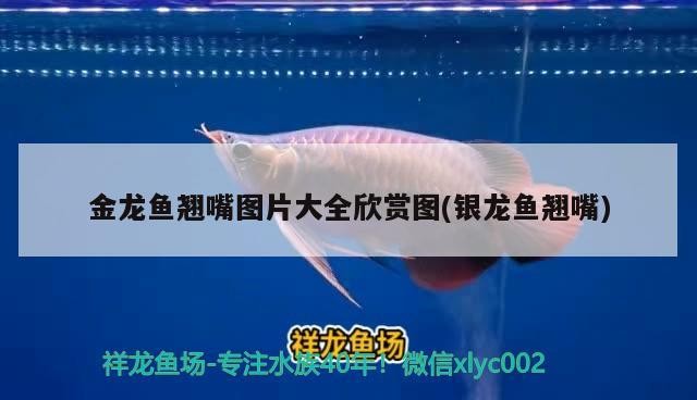 金龍魚翹嘴圖片大全欣賞圖(銀龍魚翹嘴)龍魚翹嘴圖片大全，銀龍魚翹嘴的迷人