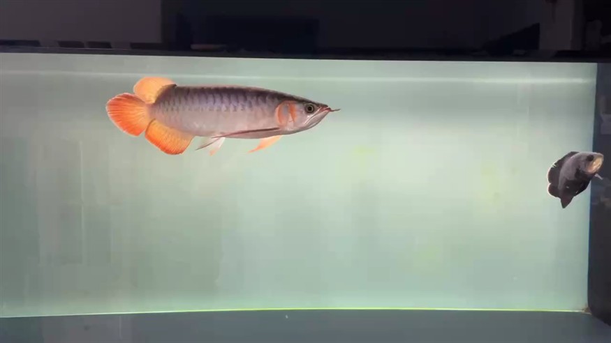 金龍魚香油有哪些添加成分？（金龍魚芝麻香油的主要成分是什么？）