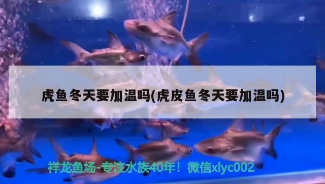 虎魚冬天要加溫嗎(虎皮魚冬天要加溫嗎)魚冬季加溫指南，確保溫暖過