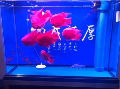 愛上魚免維護魚缸官網：愛上魚免維護魚缸官網信息，魚免維護魚缸，打造您的私人水族館，無需繁瑣
