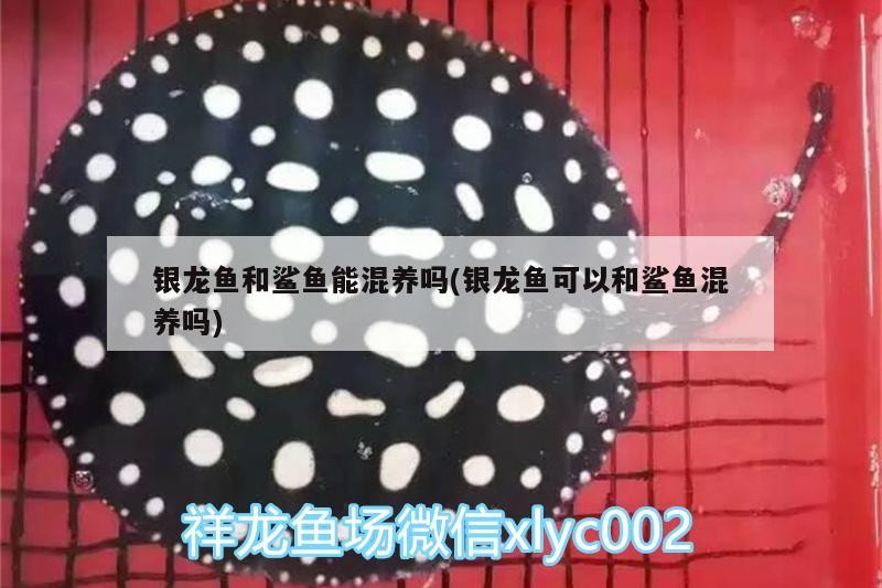 銀龍魚和鯊魚能混養嗎(銀龍魚可以和鯊魚混養嗎)龍魚與鯊魚混